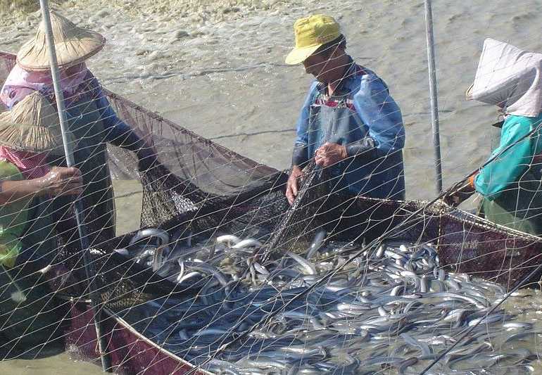 冬季鳗鱼养殖肠炎病防治策略"