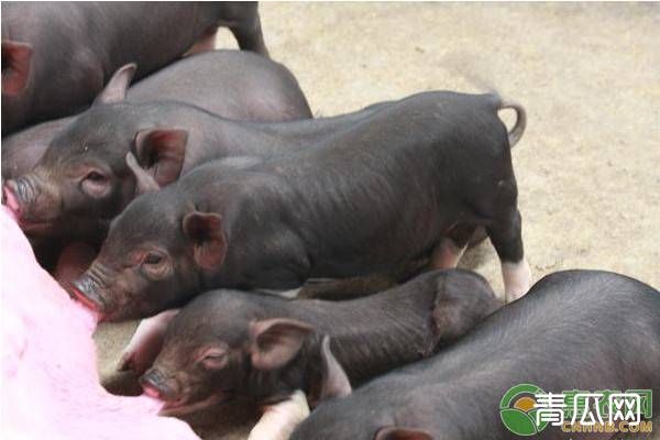 夏季养猪掉膘怎么办？夏季养猪技巧"