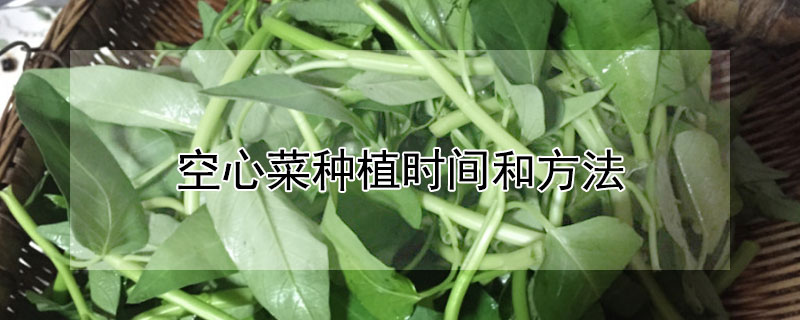 空心菜种植时间和方法"