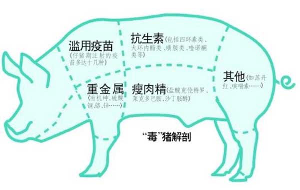 猪饲料中添加瘦肉精的危害"