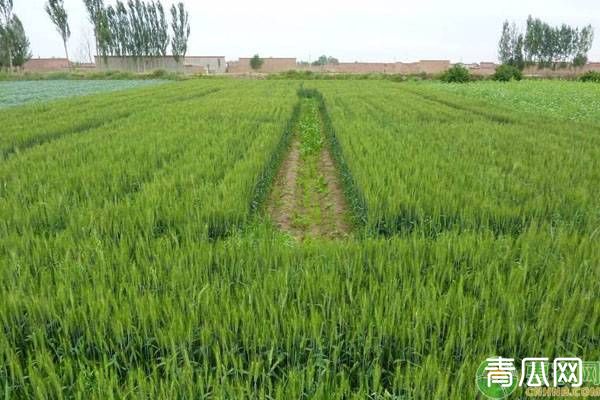 节水小麦种植为什么需水量少？主要跟它的根和叶有关！"