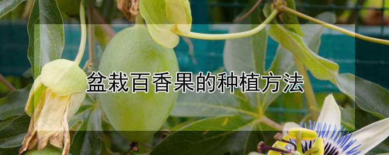 盆栽百香果的种植方法