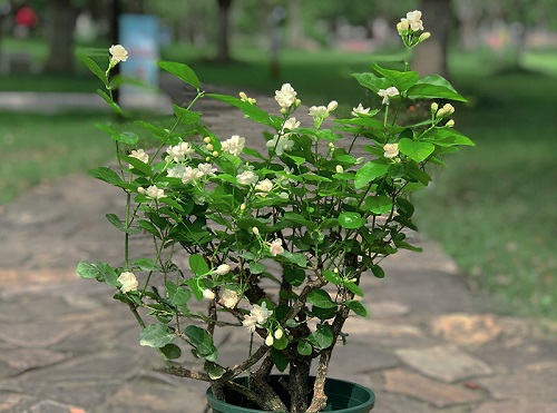 茉莉花怎么种 种植时间与方法步骤