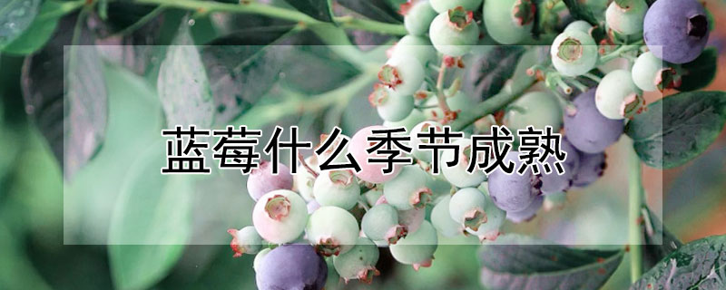 蓝莓什么季节成熟"