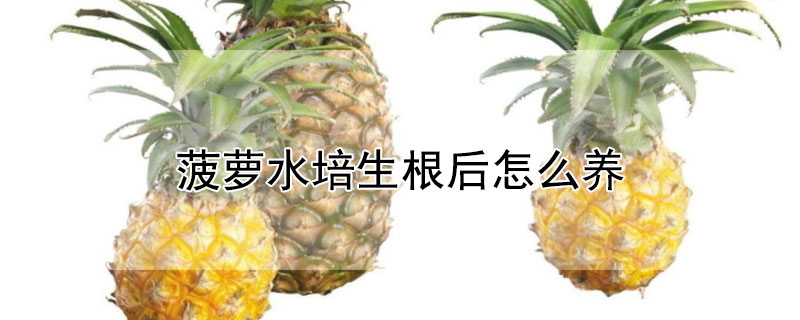 菠萝水培生根后怎么养"