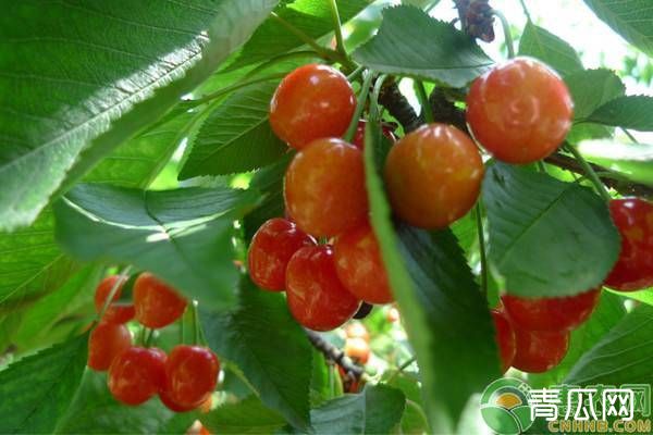 樱桃高产种植要点介绍"