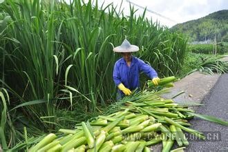 茭白种植技术"