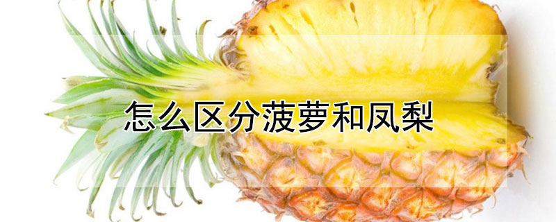 怎么区分菠萝和凤梨"