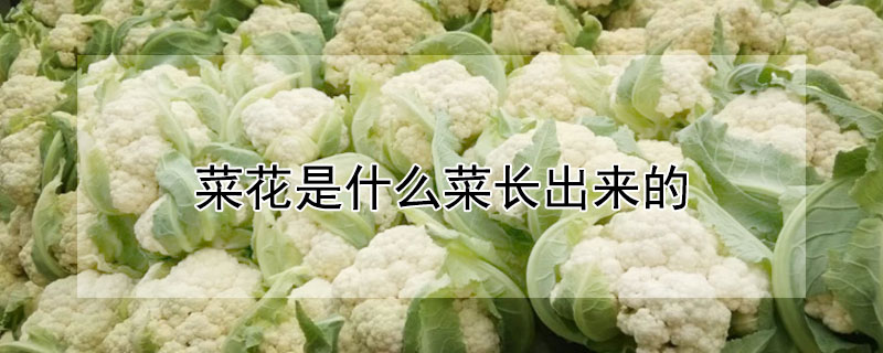 菜花是什么菜长出来的"