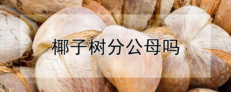 椰子树分公母吗"