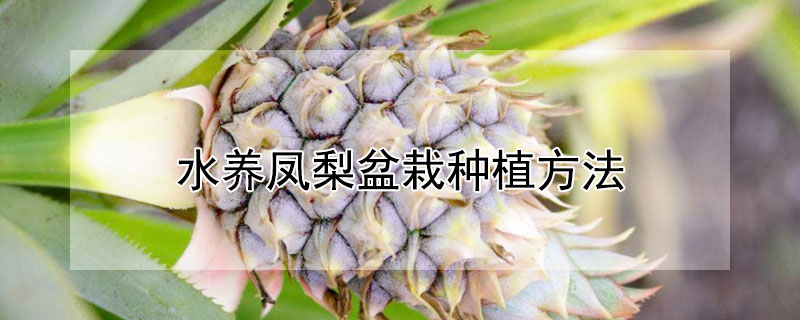 水养凤梨盆栽种植方法"