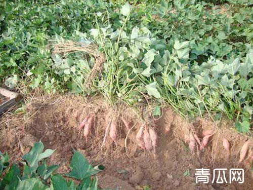 红薯种植怎么高产？两点管理必要知道下"