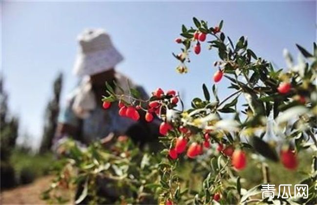 枸杞落花落果的原因及防治方法