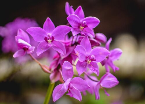 夏季能不能给兰花喂肥"