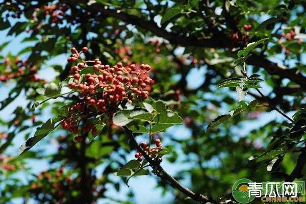 花椒春季种植管理要点"