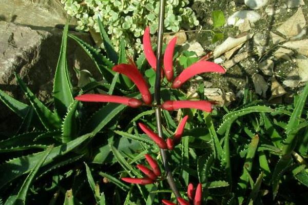 龙牙花、象牙红、鸡冠刺桐的区别是什么 龙牙花的主要价值