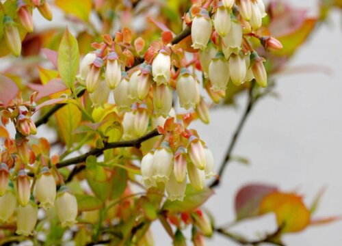 蓝莓一年开几次花