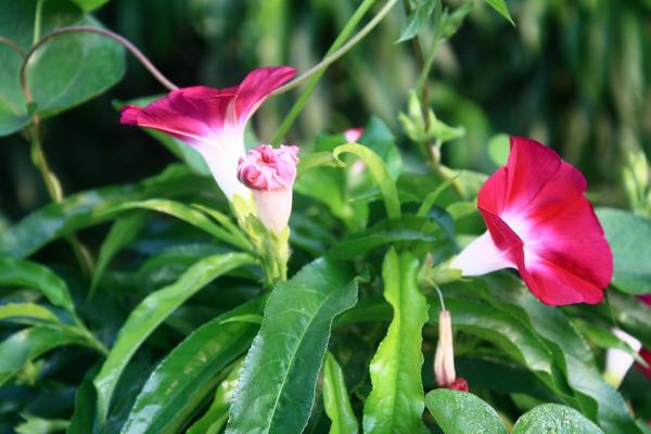 牵牛花有毒吗 牵牛花适合室内养吗