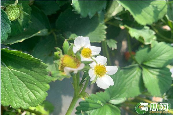 草莓只开花不结果是什么原因？如何提高草莓坐果率？"