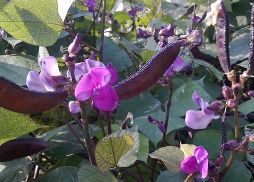 梅豆角种植时间和方法 栽培技术要点