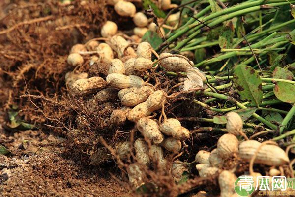 夏播花生高产种植管理技术"