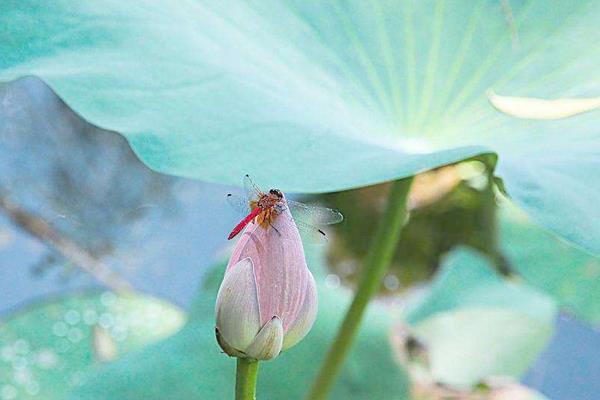 蜻蜓冬天到哪里去了 蜻蜓能活多久