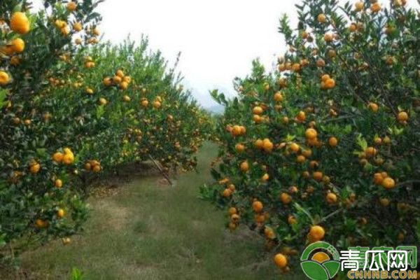 柑橘种植技术与管理"