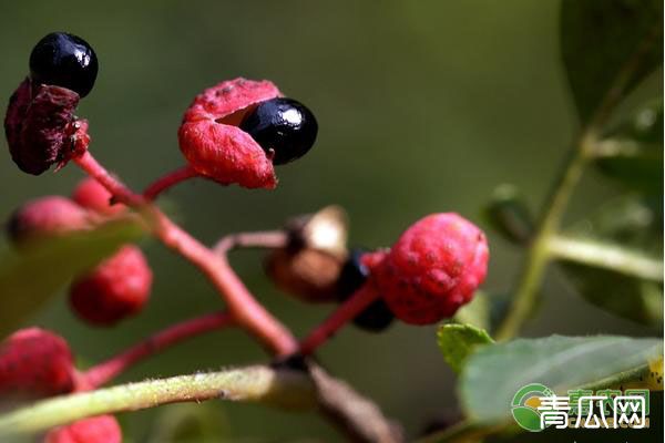 花椒树的扦插种植方法介绍"