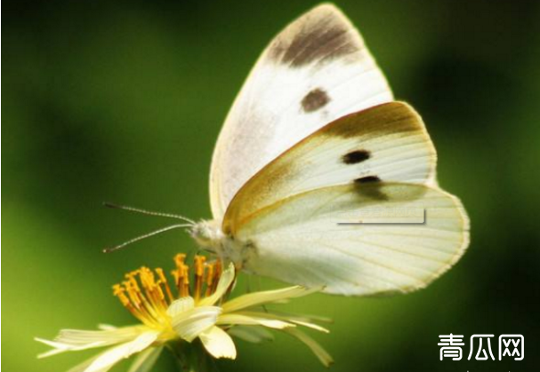 菜粉蝶危害及防治技巧"