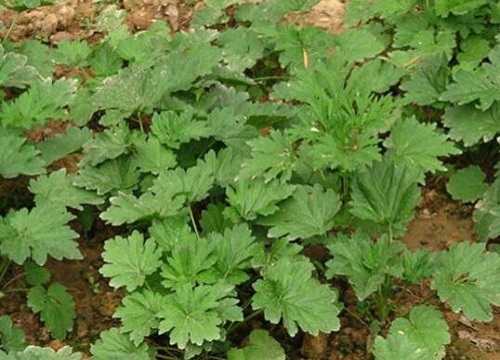 板蓝根几月份种植最好 适合么季节种植