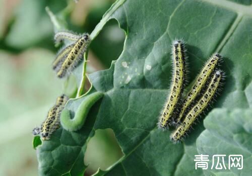 高效氯氟氰菊酯使用技巧"