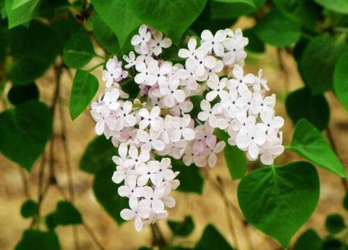 白丁香花什么时候开花 花期一般开多长时间