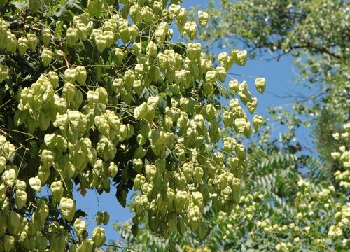 栾树什么时候开花 花期时间是几月份