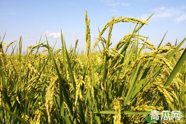 水稻种植6项高产管理方法"