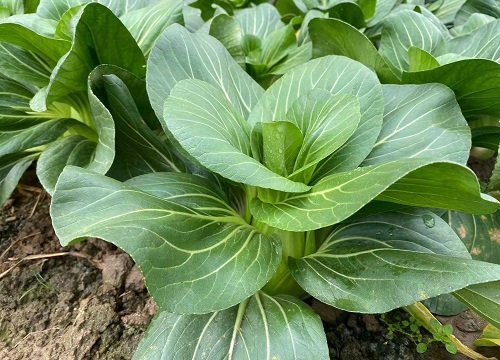 小青菜几月份种植最好 栽种时间和方法