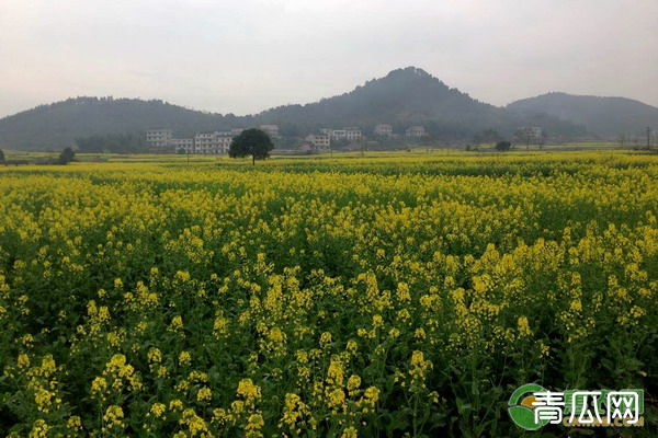 油菜产量低主要是这几大原因，种植户务必要知道！"