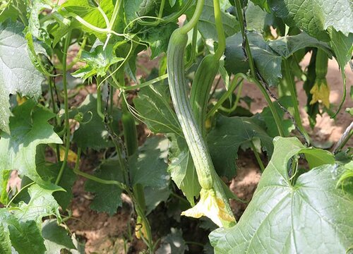 露天丝瓜几月份种植最好 种植时间和方法