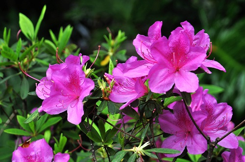 杜鹃花几月份开花"