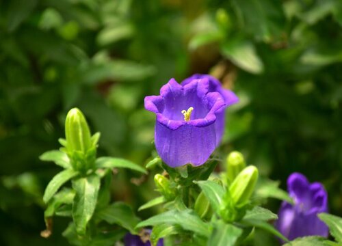 紫风铃花好养吗