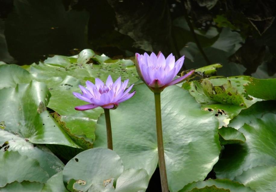 蓝莲花什么时候开花 花期时间是几月