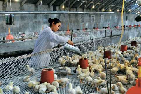 肉鸡养殖走上致富路"