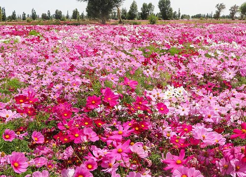 格桑花室内可以养吗 能种家里吗