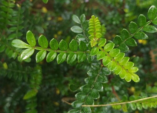 驱蚊草开花是什么颜色