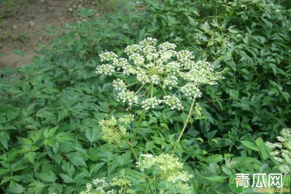 白花前胡种子选种育苗技巧"