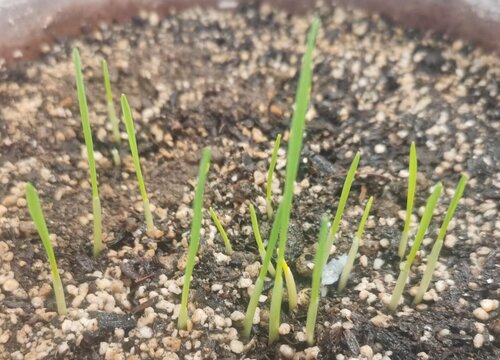 生菜球的种植方法和时间"