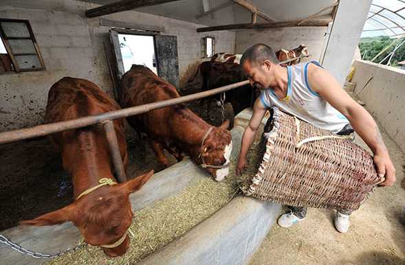 肉牛养殖拓宽西海固产业扶贫之路"