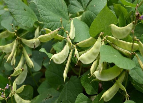 绿眉豆的种植方法和时间 什么季节种植最合适