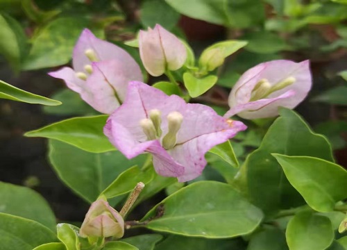 三角梅开花如何养护爆盆