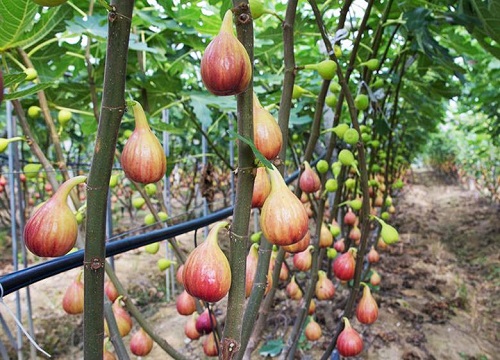 无花果适合种在院子里吗 适合庭院种植（注意位置讲究）