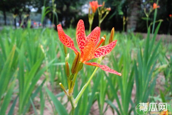 射干种植技术及亩收益"